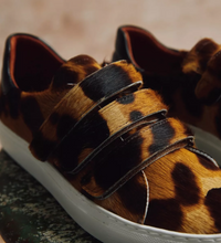 Pacha Tortoiseshell Pony Trainer